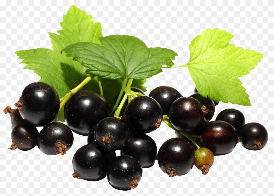 Black Currant, Berry, Blueberry, Food, Fruit Free Png Download