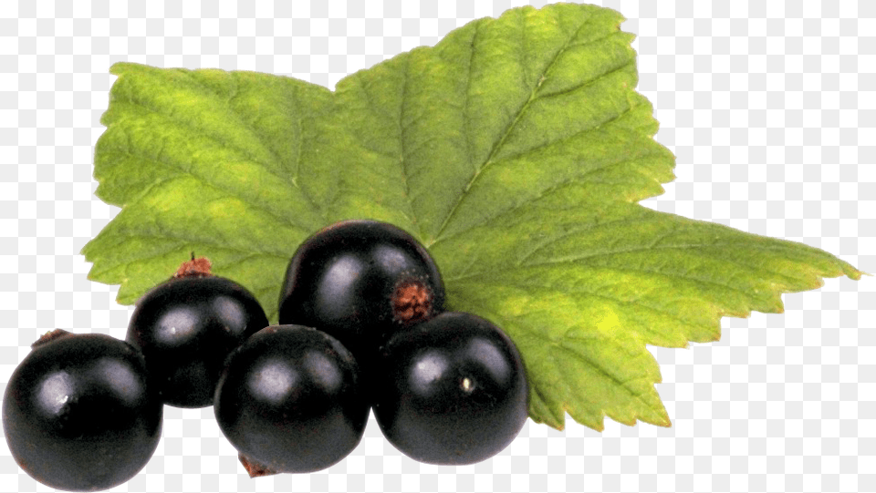 Black Currant, Berry, Blueberry, Food, Fruit Free Png Download