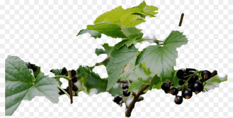 Black Currant Background Grape, Leaf, Plant, Food, Fruit Png Image