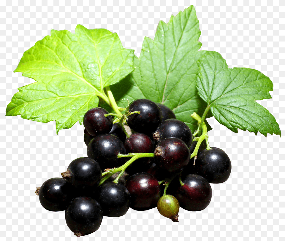 Black Currant Food, Fruit, Plant, Produce Png Image