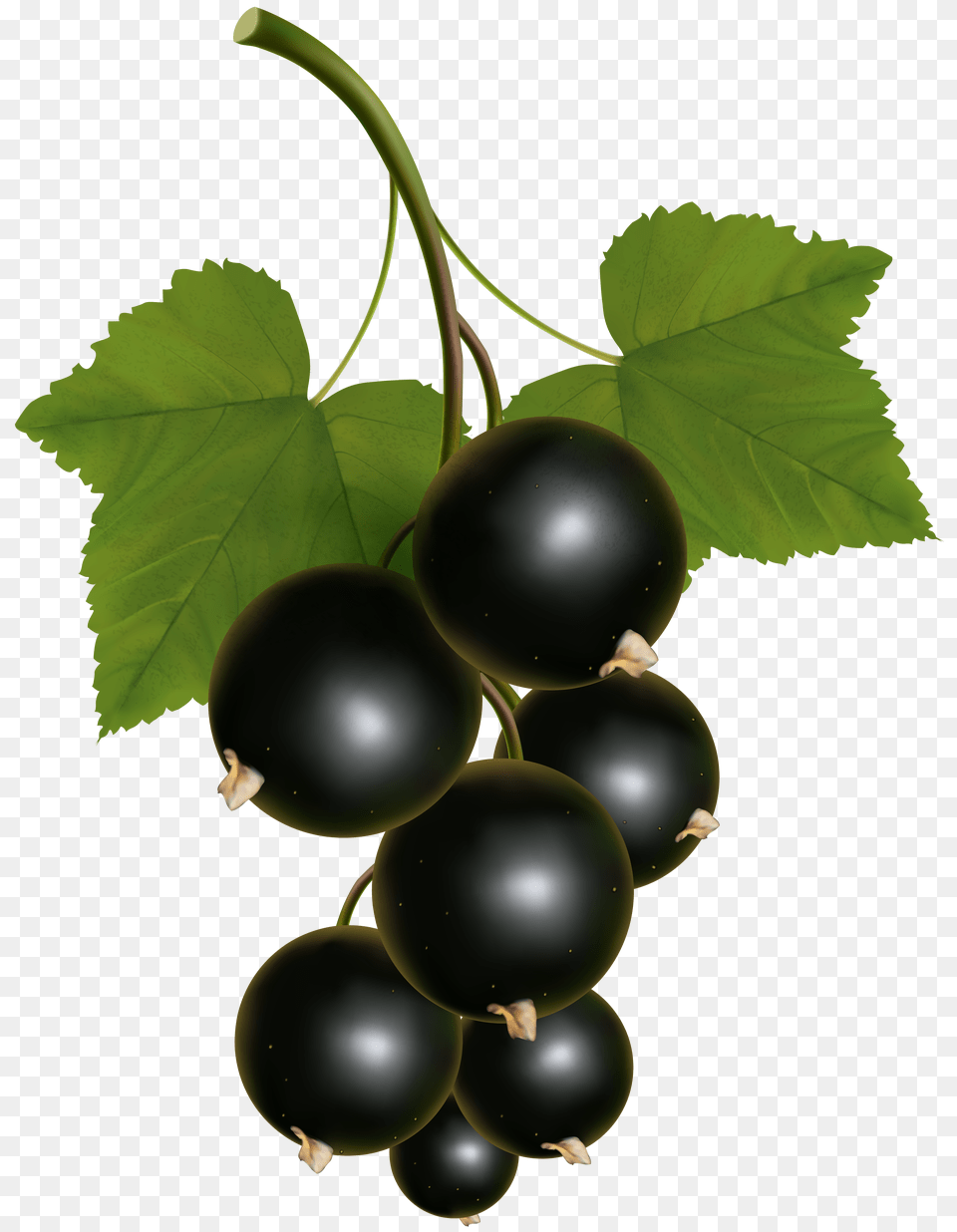 Black Currant Transparent Clip Art Gallery Free Png Download