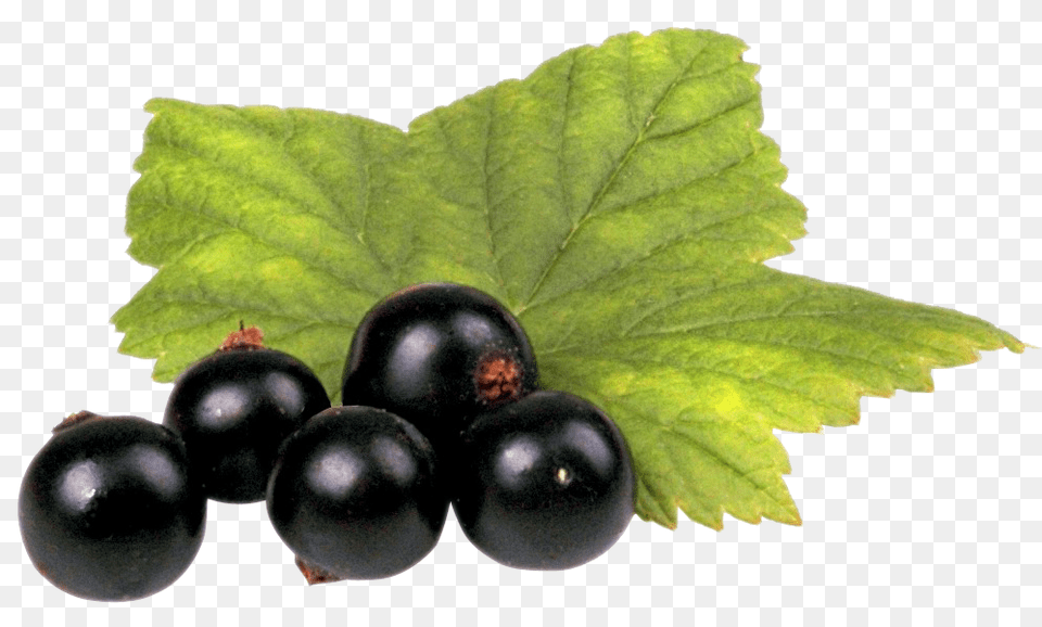 Black Currant With Leaf, Berry, Blueberry, Food, Fruit Free Transparent Png
