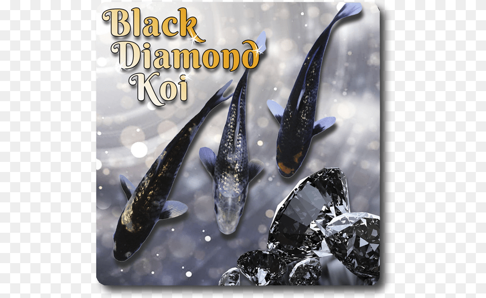 Black Diamond Koi 3 Pack Shipping Black Diamond Poster, Accessories, Gemstone, Jewelry, Animal Free Png