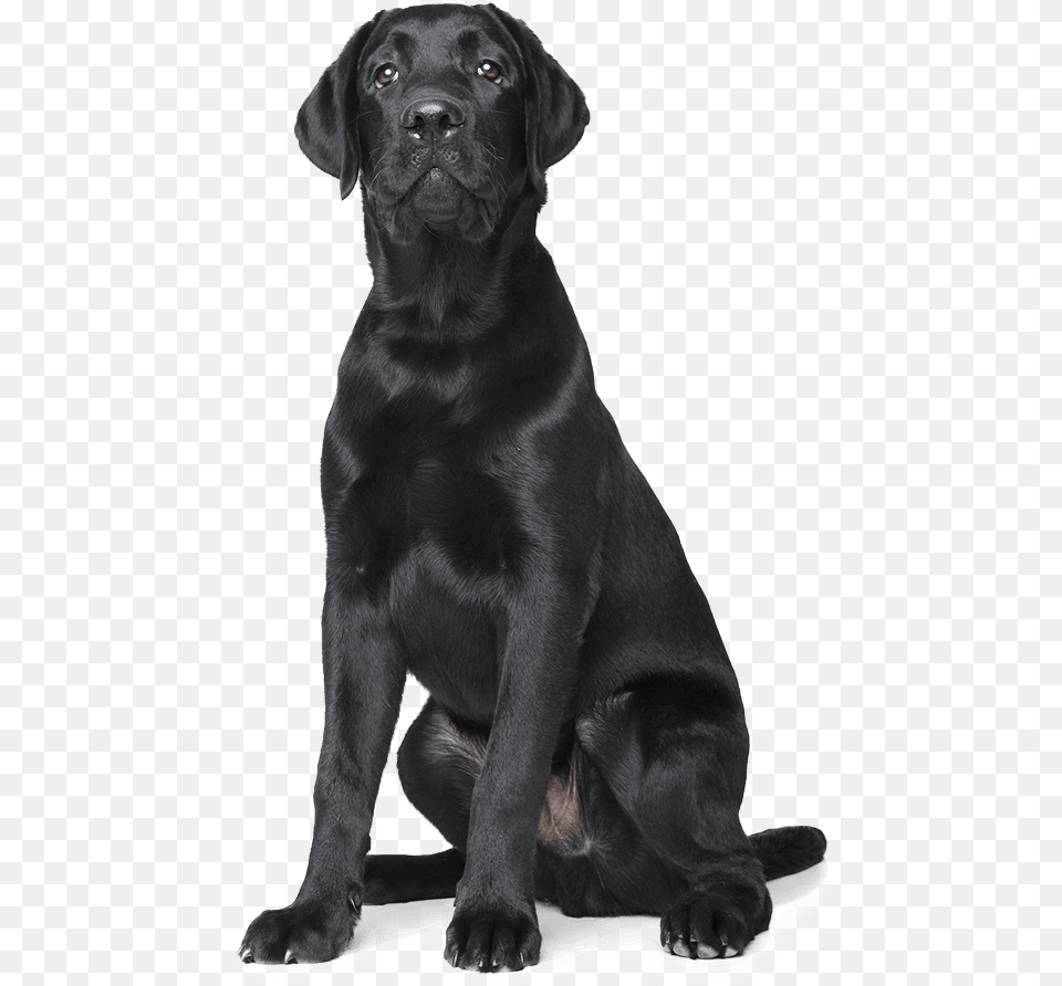 Black Dog Clipart All Black Dog Background, Animal, Canine, Labrador Retriever, Mammal Free Transparent Png