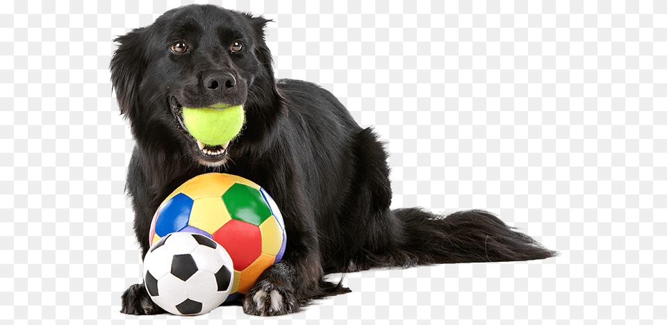 Black Dog Playing With Toys Dog, Sport, Sphere, Ball, Soccer Ball Free Png