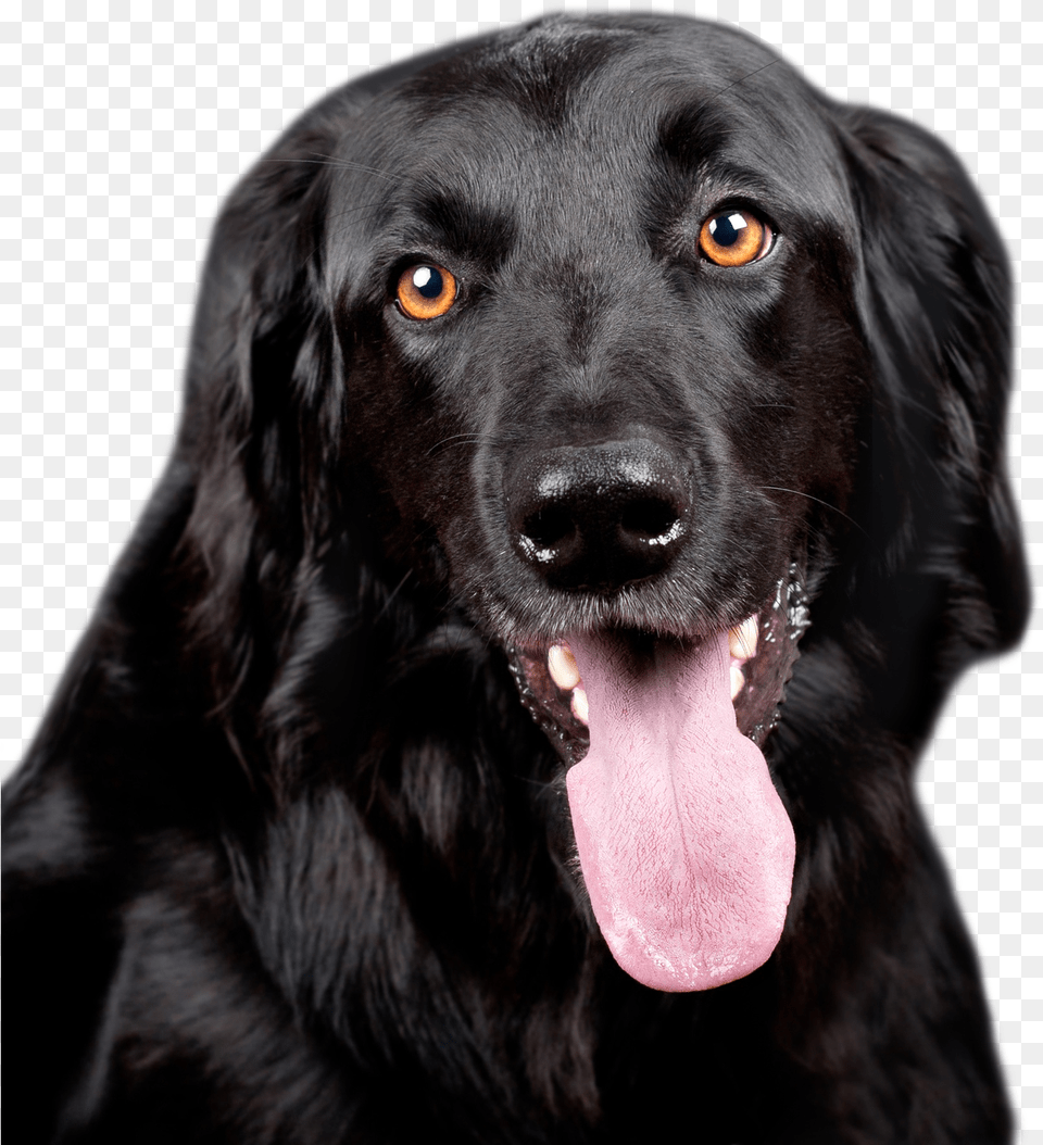 Black Dog Transparent Image Black Dog, Animal, Canine, Mammal, Pet Free Png Download