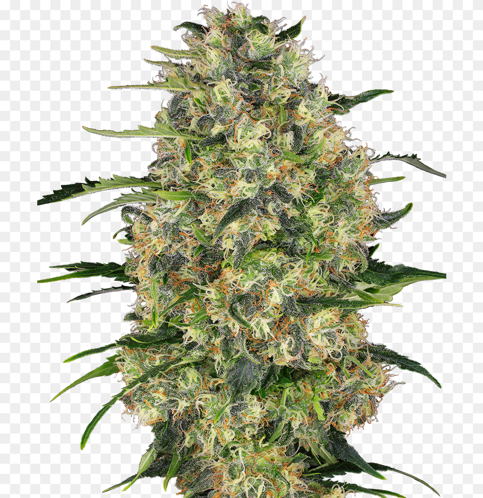 Black Domina, Plant, Weed, Grass, Hemp Free Transparent Png