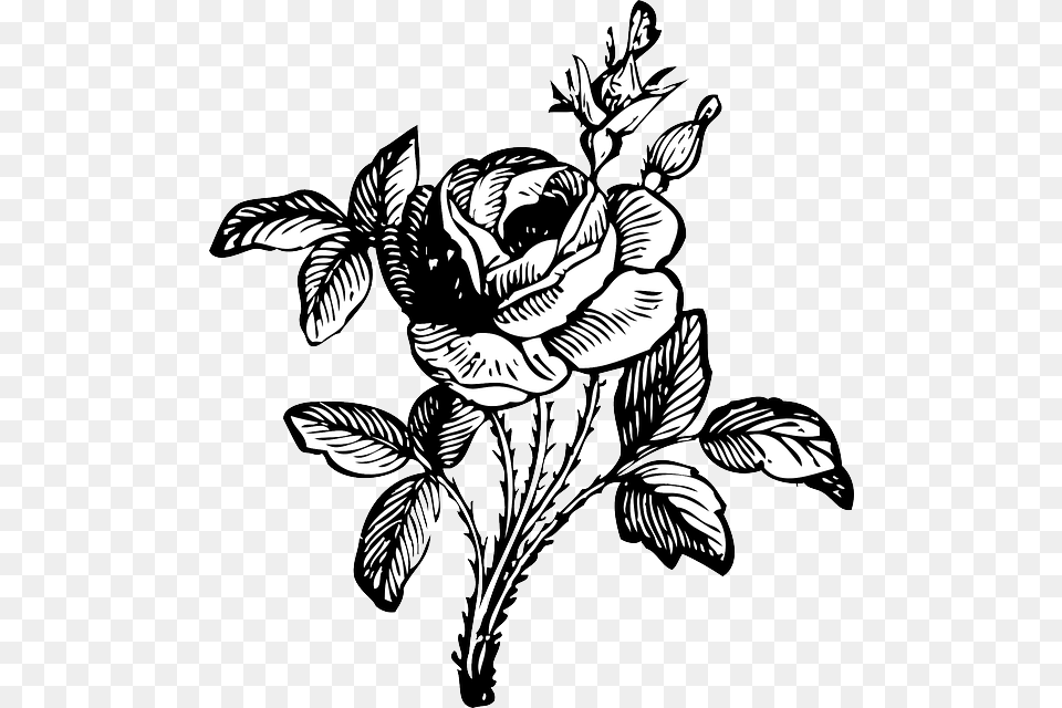 Black Drawing Leaf White Rose Vine Vines Black And White Flower, Art, Pattern, Floral Design, Graphics Free Transparent Png