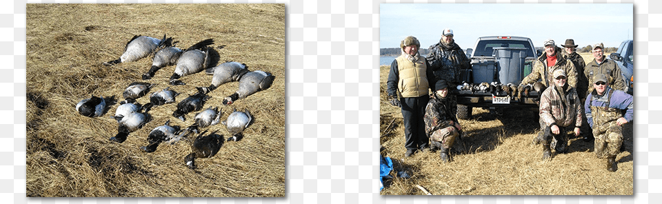 Black Duck Outfitters Eastern Shores, Hunting, Person, Animal, Bird Png Image