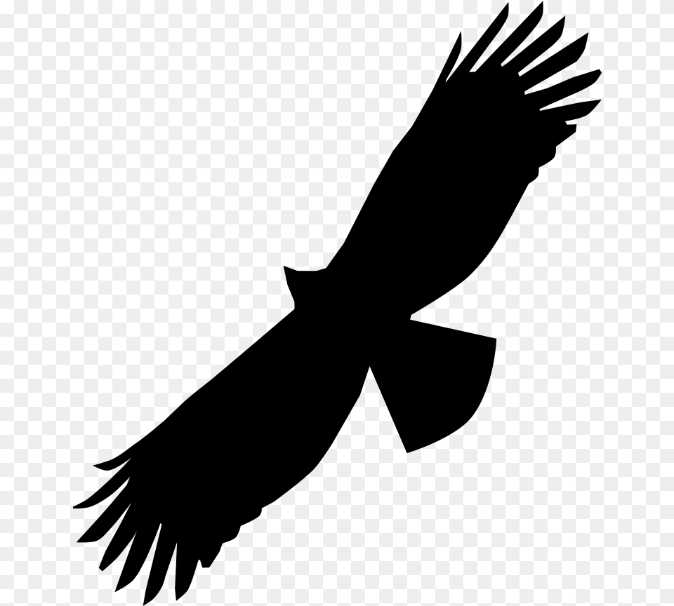 Black Eagle Bird Of Prey Bald Eagle Beak Swainson Hawk Silhouette, Gray Free Transparent Png