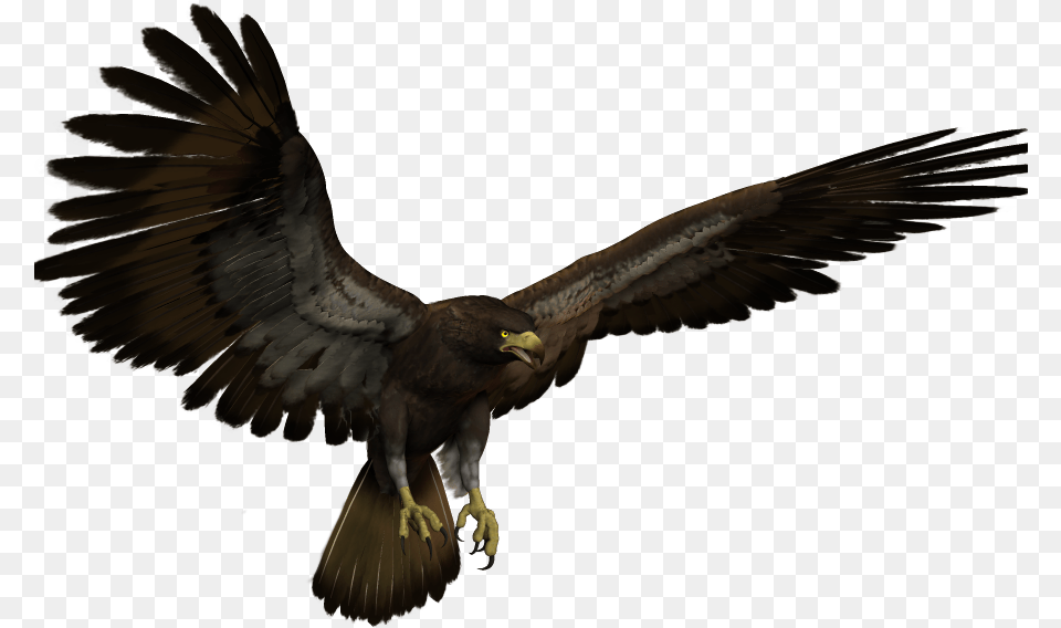 Black Eagle Flying, Animal, Bird, Vulture, Buzzard Free Png