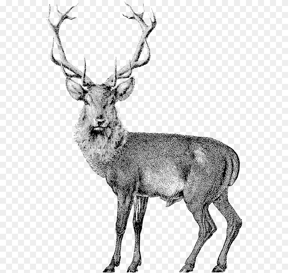 Black Elk Wine Red Deer Vector, Animal, Antelope, Mammal, Wildlife Free Transparent Png