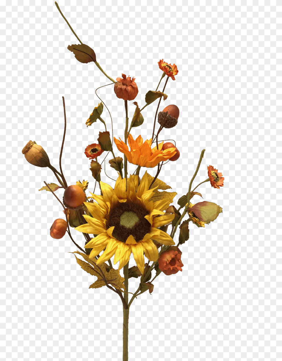 Black Eyed Susan, Flower, Flower Arrangement, Flower Bouquet, Plant Png Image