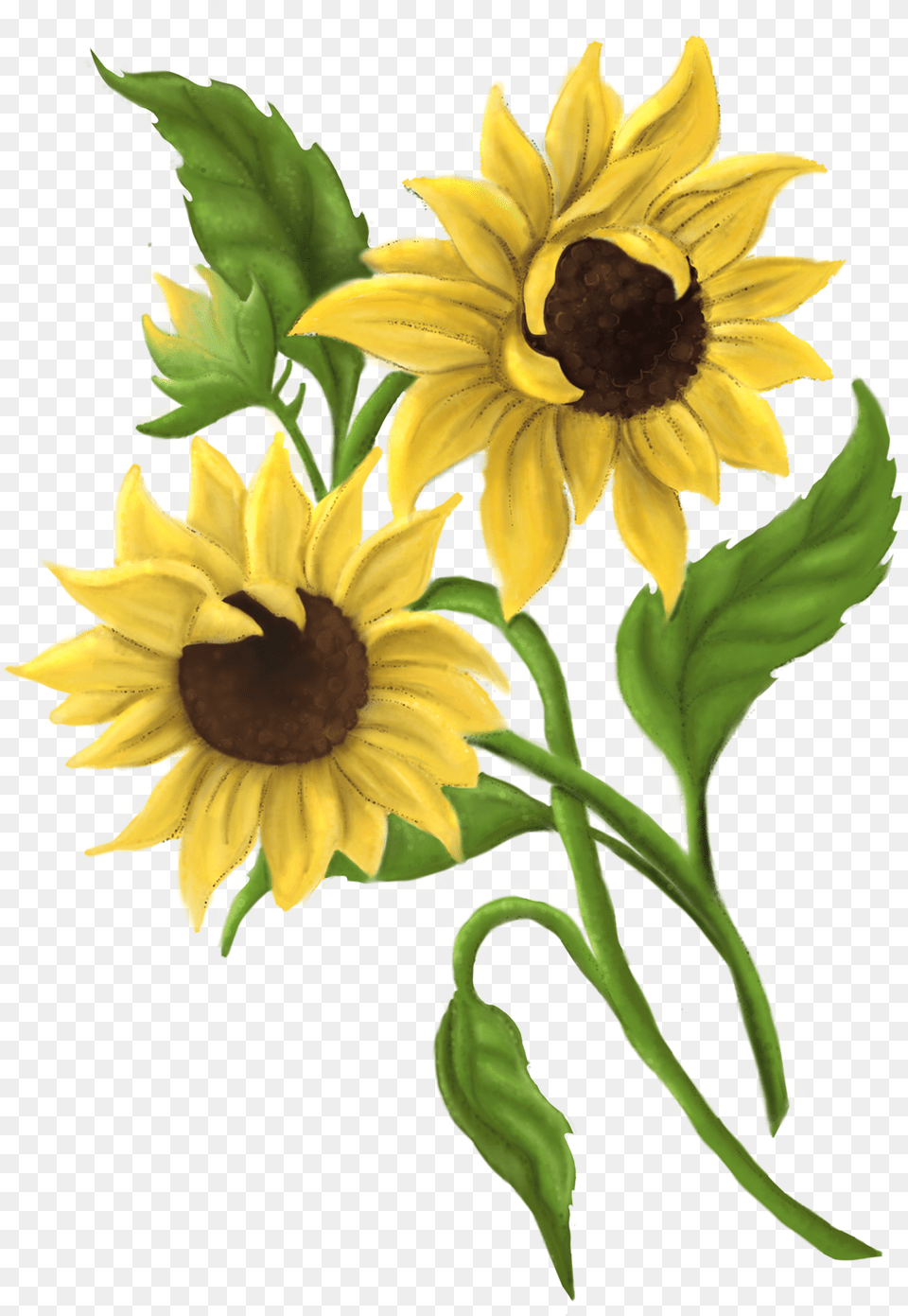 Black Eyed Susan, Flower, Plant, Sunflower, Daisy Png Image