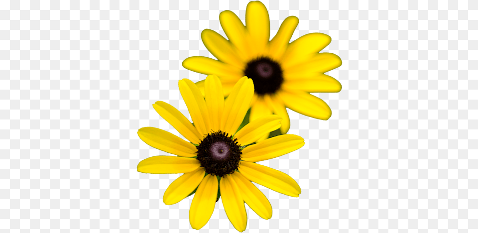 Black Eyed Susan, Daisy, Flower, Plant, Sunflower Free Png