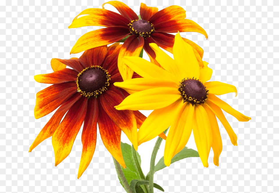 Black Eyed Susan, Daisy, Flower, Petal, Plant Png