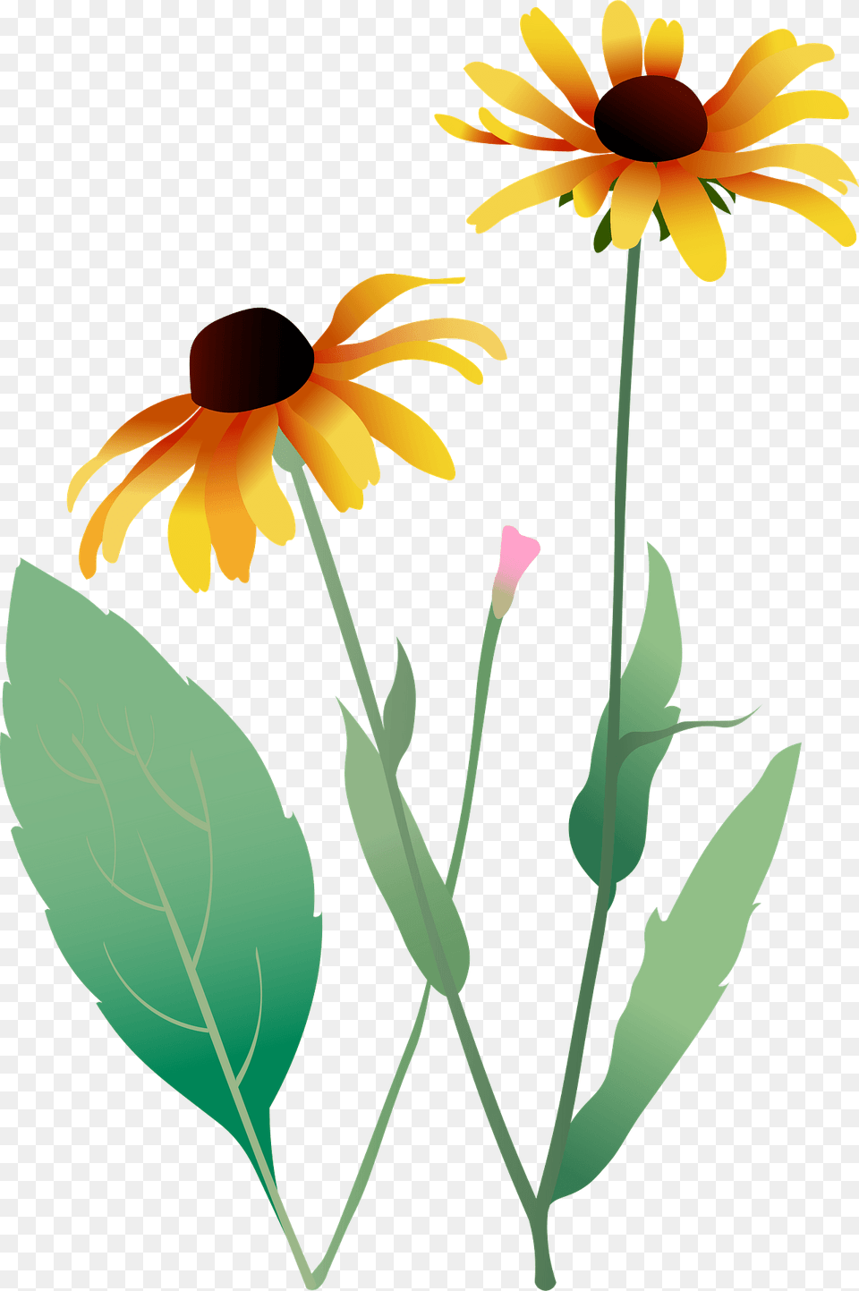 Black Eyed Susan Flower Clipart, Daisy, Petal, Plant, Sunflower Free Transparent Png