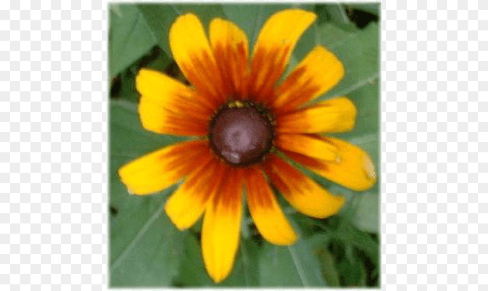 Black Eyed Susan Type Flower, Daisy, Petal, Plant, Anemone Free Png
