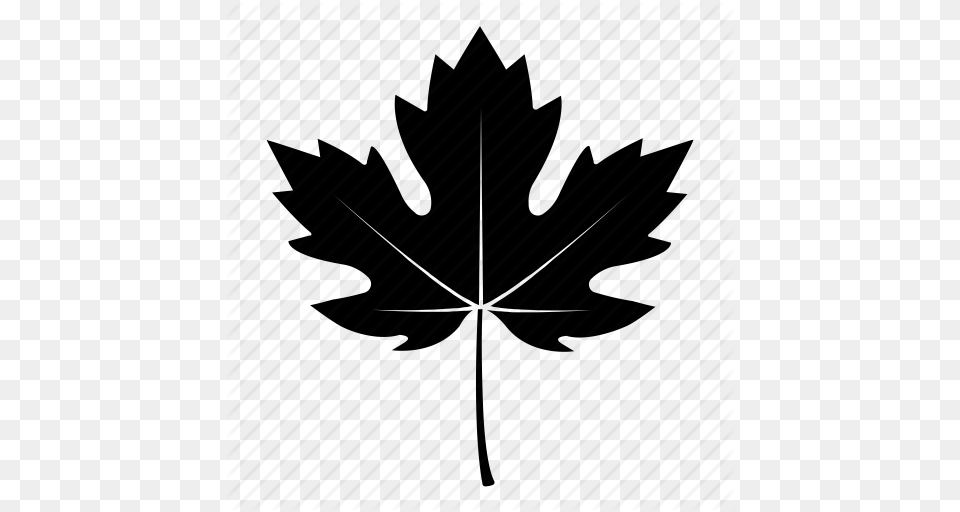 Black Fall Leaves Icon, Leaf, Maple Leaf, Plant Png
