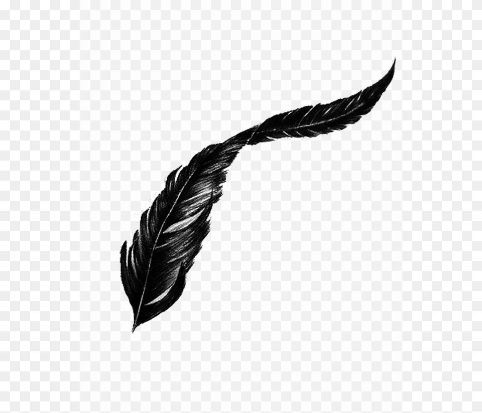 Black Feather Background, Leaf, Plant, Bottle, Silhouette Png Image