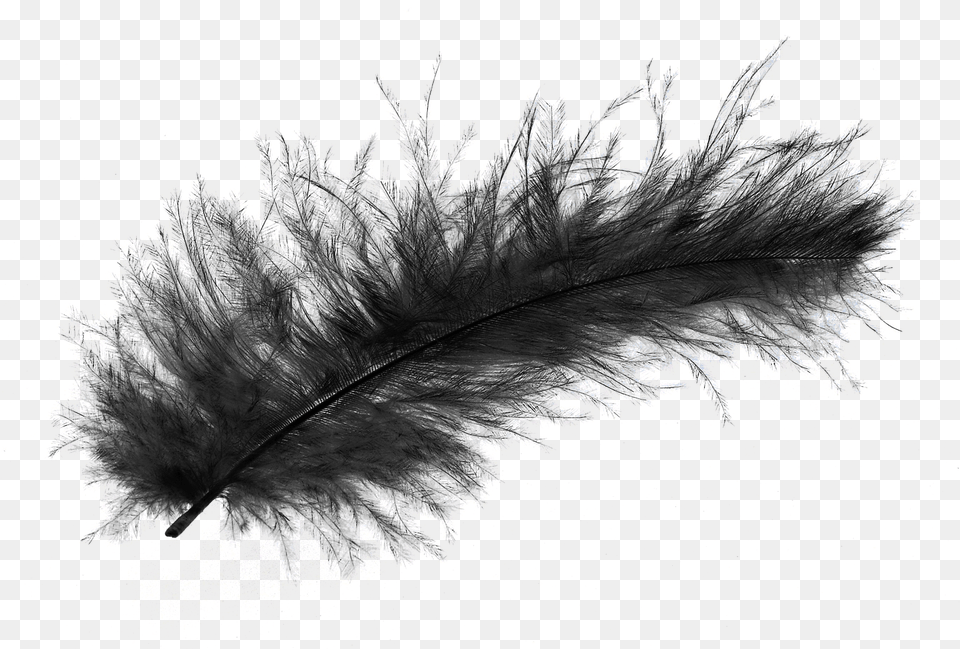 Black Feather Background Black Feather, Ice, Plant, Weather, Outdoors Png