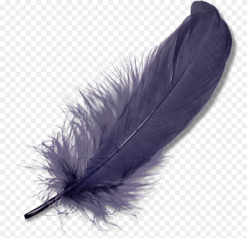 Black Feather Transparent Image Feather, Accessories, Bottle, Animal, Bird Free Png