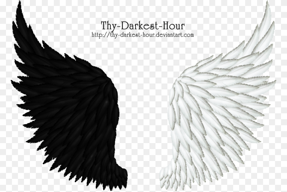 Black Feather Wing Black And White Angel Wings, Animal, Bird, Eagle, Vulture Png Image