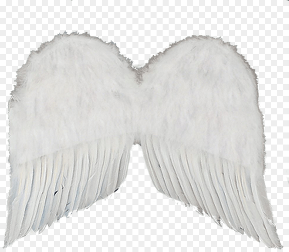 Black Feathers, Angel, Adult, Female, Person Png Image