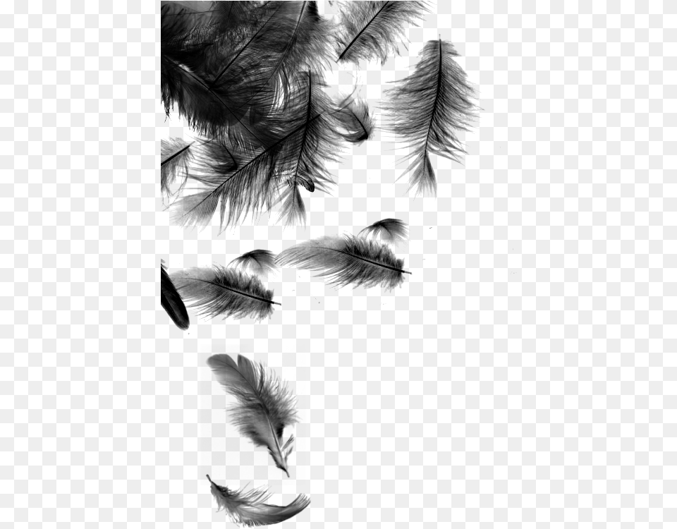 Black Feathers Falling Download Falling Feathers Transparent Background Black Feather, Gray Free Png