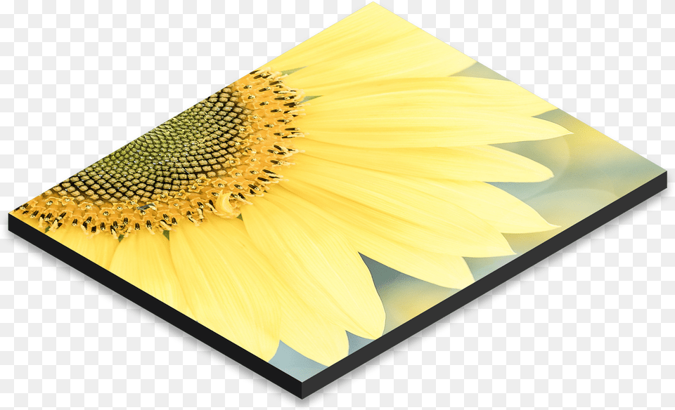 Black Floral Design, Flower, Plant, Sunflower Free Transparent Png
