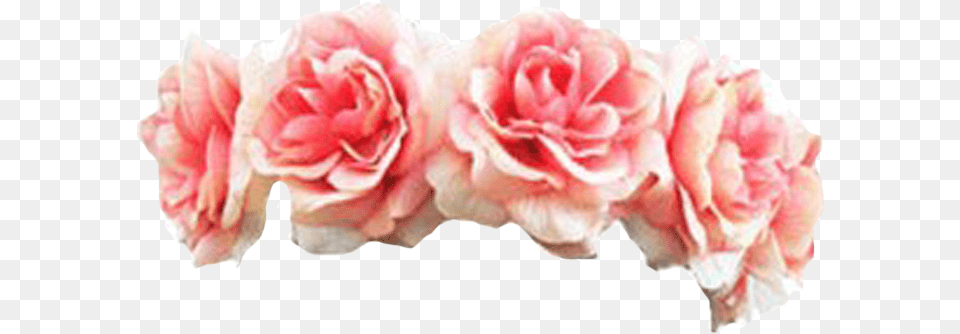 Black Flower Crown Transpa Flowers Pink Flower Crown, Carnation, Petal, Plant, Rose Free Png Download