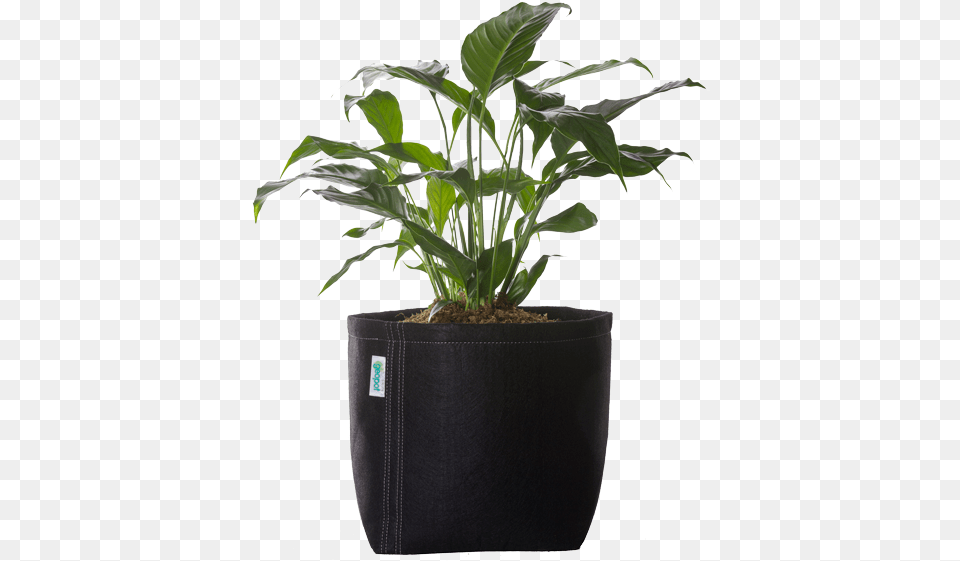 Black Flower Pot Transparent, Jar, Leaf, Plant, Planter Free Png