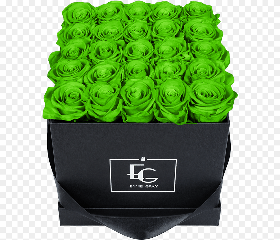 Black Flowerbox With Infinity Roses Thread, Flower, Green, Plant, Rose Free Transparent Png