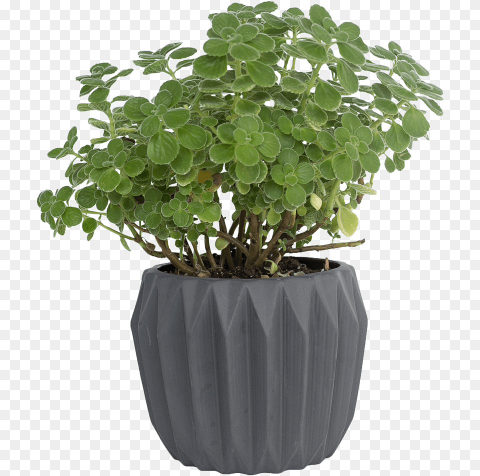 Black Fluted Flower Pot, Jar, Plant, Planter, Potted Plant Free Png Download