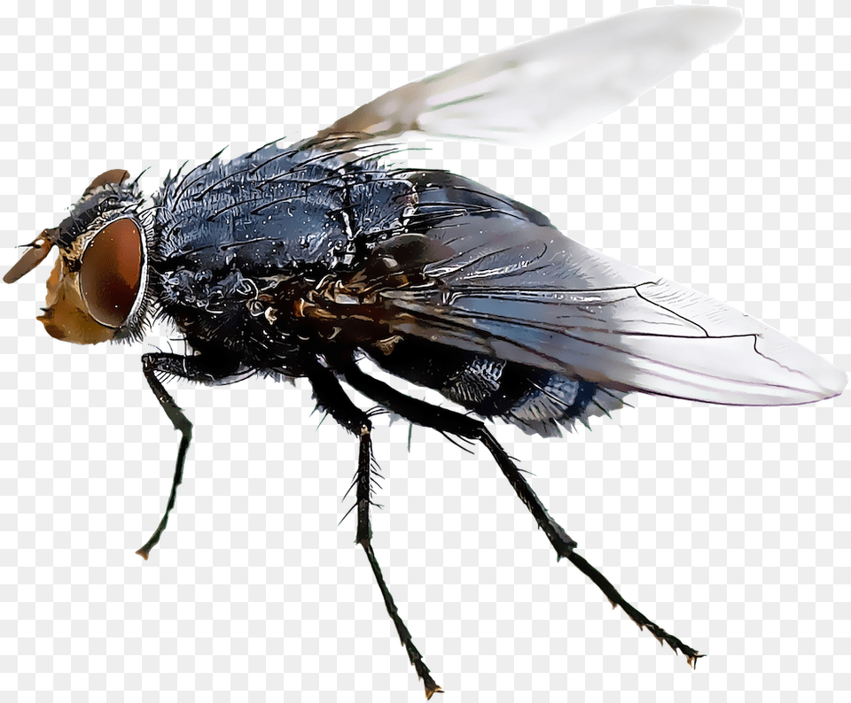Black Fly Insect Mosquito Housefly House Fly Flies Transparent Background, Animal, Invertebrate Free Png