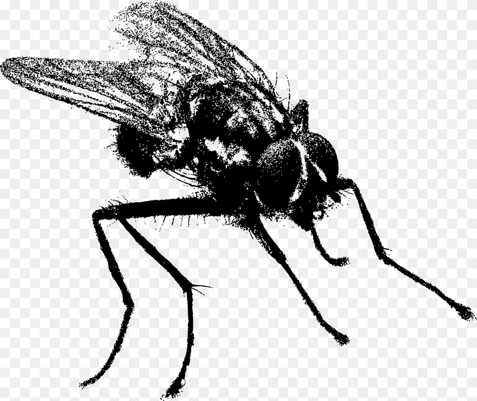 Black Fly Pixabay, Gray Png