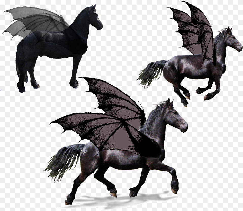 Black Flying Horse Pegasus Horse, Andalusian Horse, Animal, Mammal, Stallion Free Png Download