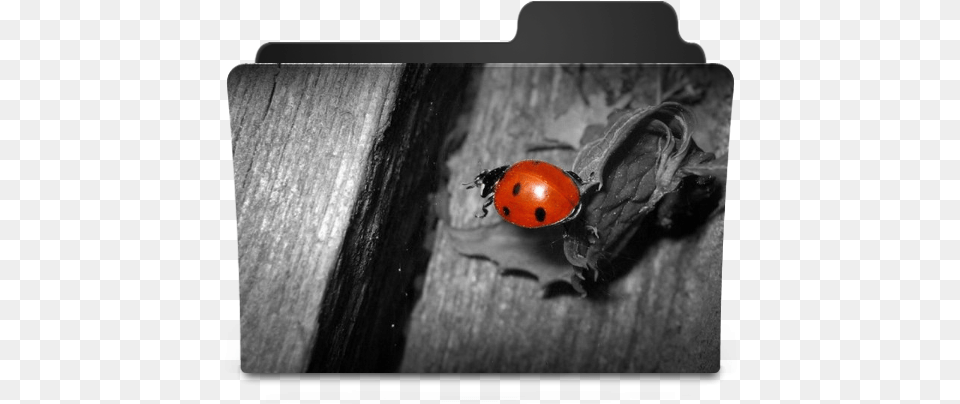 Black Folder Icon Clipart Image Nature Folder Icon, Animal, Insect, Invertebrate, Wood Free Png Download