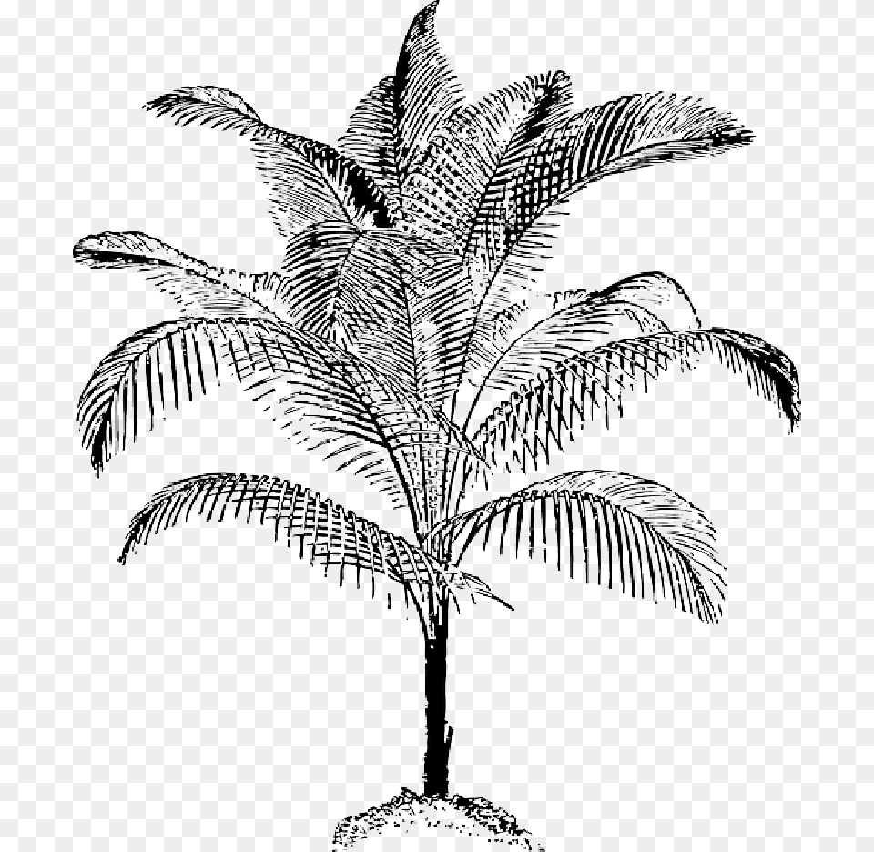 Black Food Fruit Outline Leaf Palm Tree White Palm Vector, Art, Palm Tree, Plant, Drawing Free Png