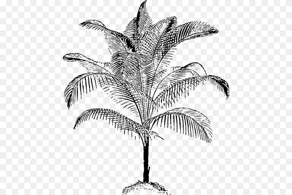 Black Food Fruit Outline Leaf Palm Tree White Palm Vector, Palm Tree, Plant, Art, Drawing Free Transparent Png