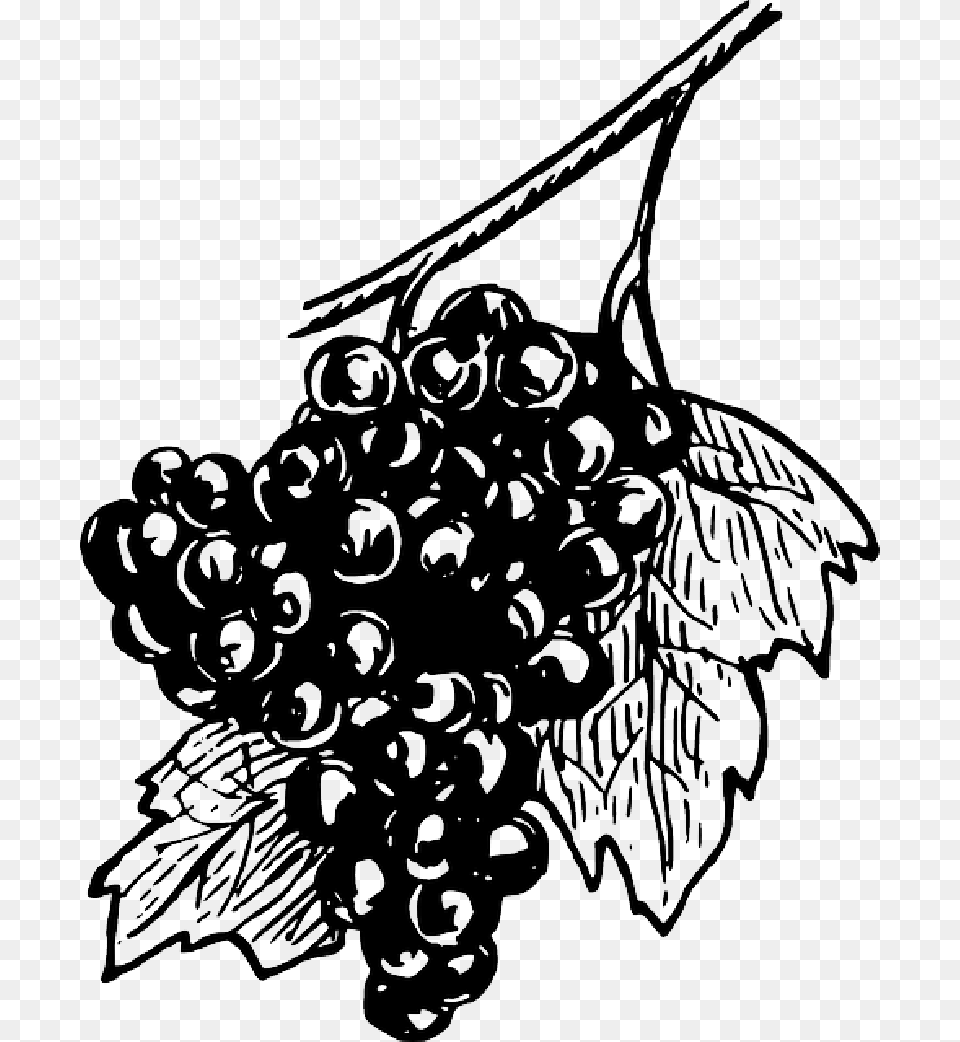 Black Food Fruit Wine Grapes Drawing White Grapes Sketch Transparent, Plant, Produce Png Image
