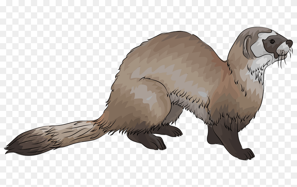 Black Footed Ferret Clipart, Animal, Mammal, Wildlife, Bear Png Image