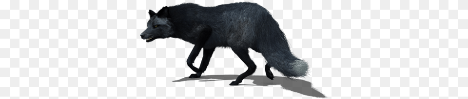 Black Fox Black Fox 3d, Animal, Bear, Mammal, Wildlife Png Image