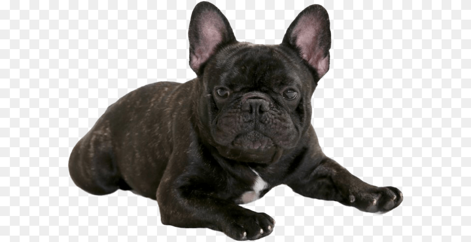 Black French Bulldog French Bulldog, Animal, Canine, Dog, French Bulldog Free Png