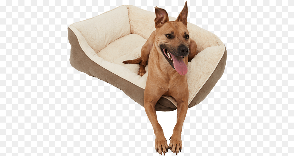 Black Friday Deals Frisco Pet Bed Dog Yawns, Animal, Canine, Mammal Free Png Download