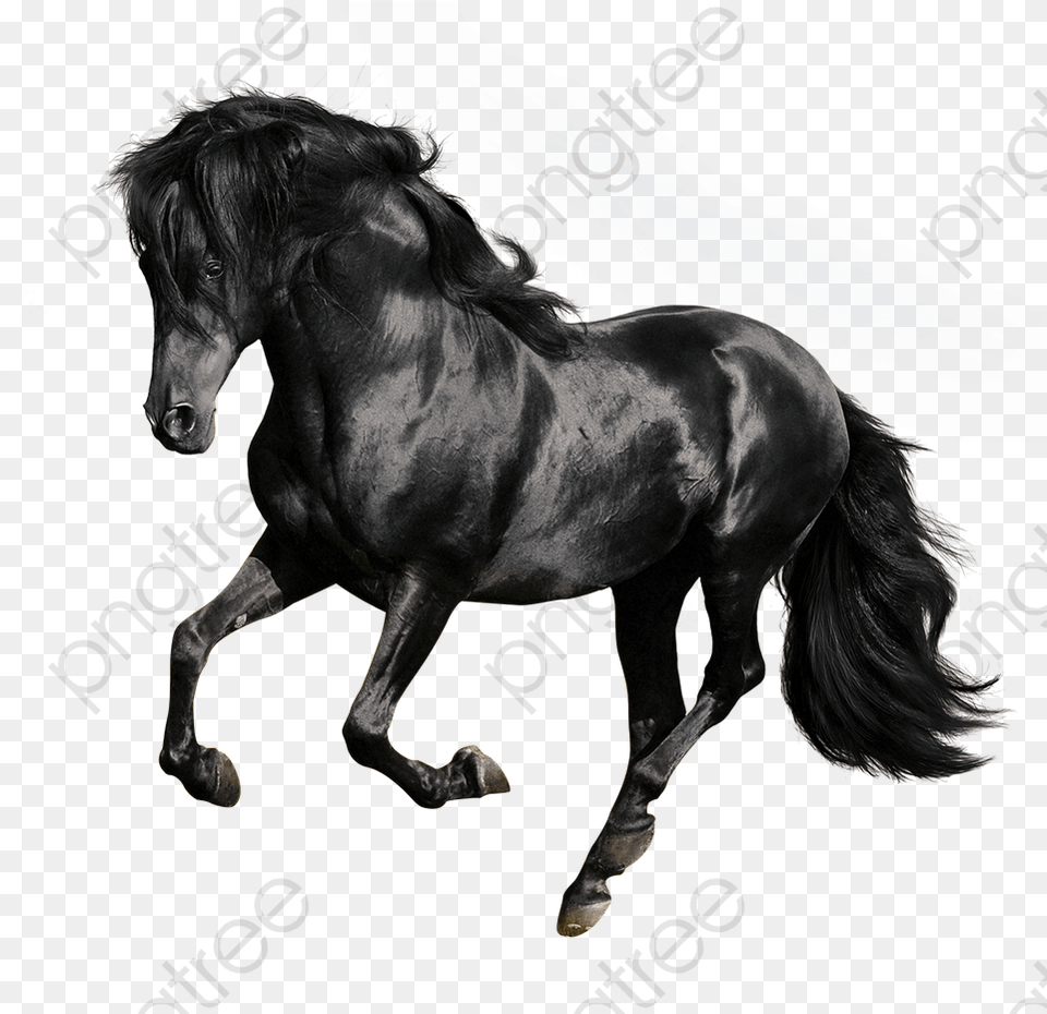 Black Galloping Horses Black Horse Galloping Horse Black Horse White Background, Animal, Mammal, Stallion, Andalusian Horse Png Image