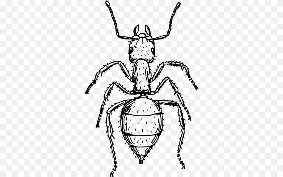 Black Garden Ant Insect Drawing Line Art Cc0 Insect Black And White, Gray Free Png Download