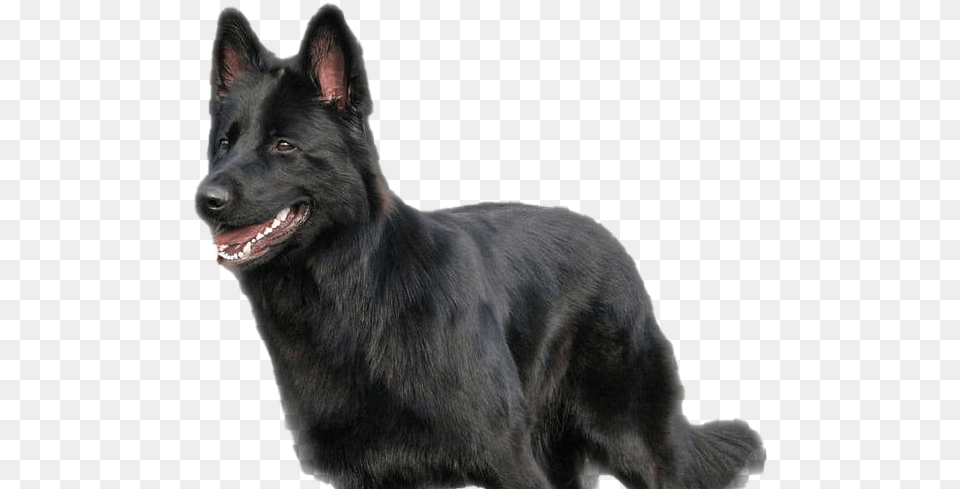 Black German Shepherd Transparent Background, Animal, Canine, Dog, Mammal Png