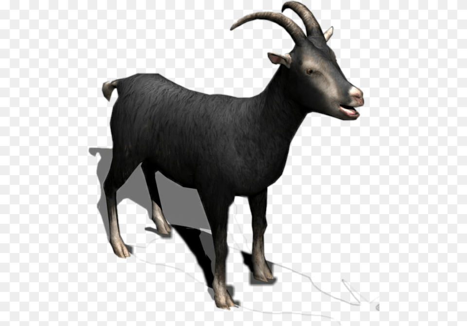 Black Goat Horns Milk Meat Cattle Sheep Eid Black Goat Hd Images, Livestock, Animal, Cow, Mammal Free Png Download
