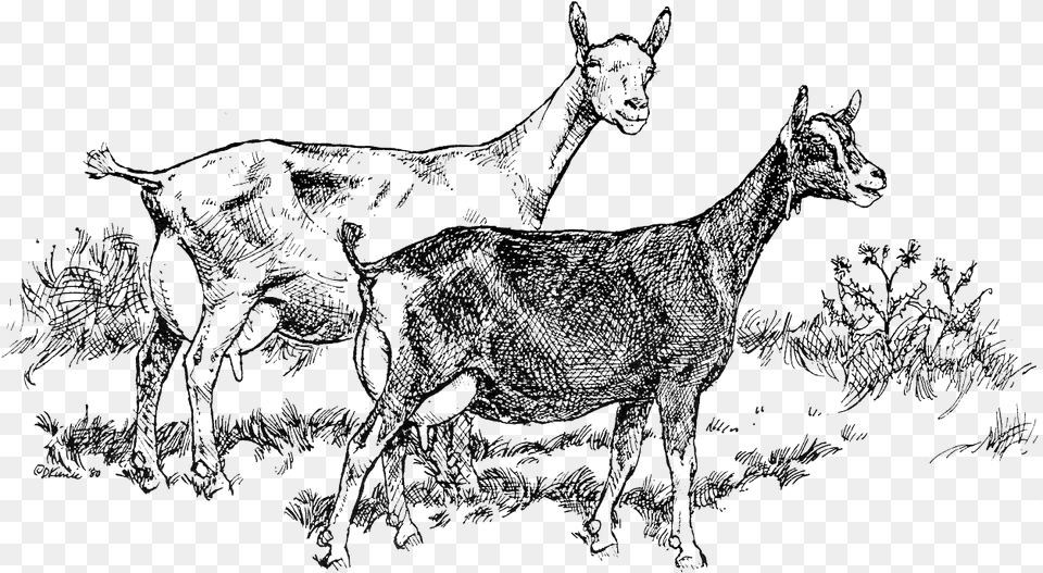 Black Goats Illustration, Livestock, Animal, Horse, Mammal Png